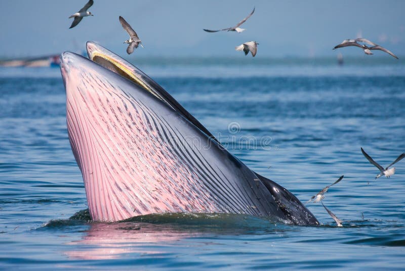618 Pink Whale Stock Photos - Free & Royalty-Free Stock Photos from  Dreamstime