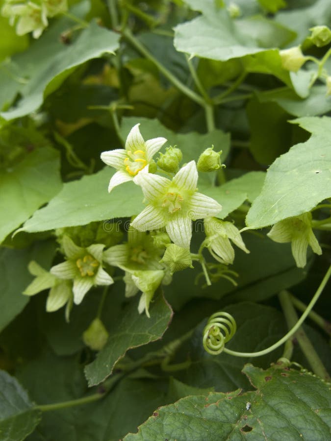Bryonia alba in bloom stock image. Image of nature, bloom 154278791