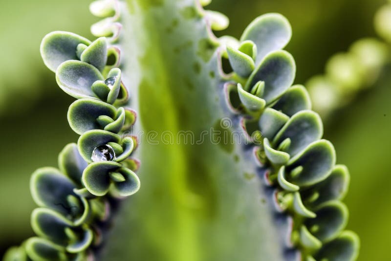 Bryophyllum stock image. Image of growth, concept, plant 25743063