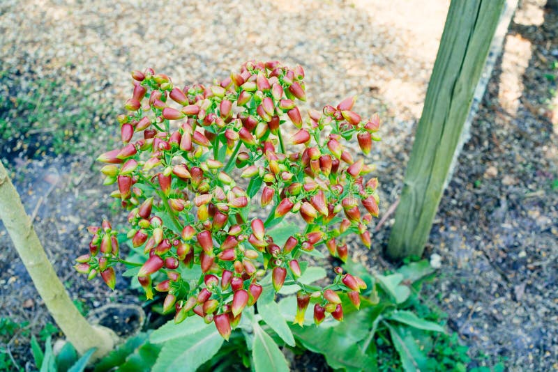 6 Bryophyllum Photos Free Royalty Free Stock Photos From Dreamstime