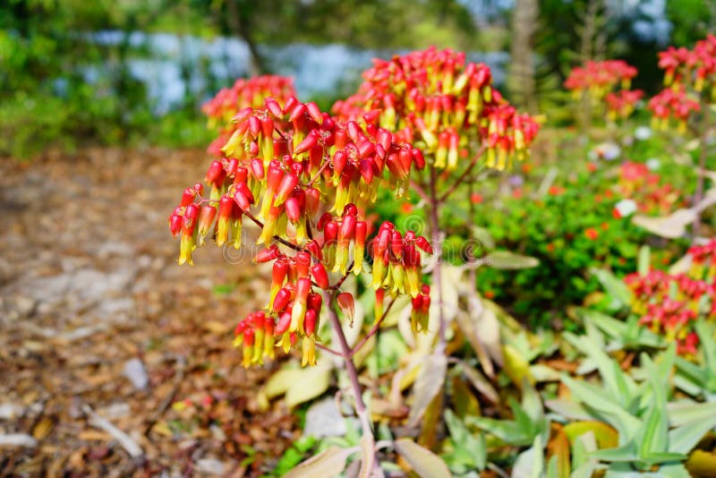 6 Bryophyllum Photos Free Royalty Free Stock Photos From Dreamstime