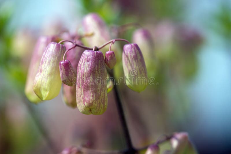 6 Bryophyllum Photos Free Royalty Free Stock Photos From Dreamstime