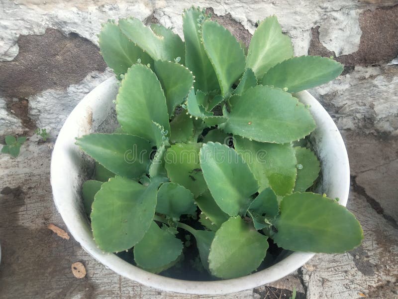 Bryophyllum Pinnatum is an Ornamental Plant Stock Photo Image of