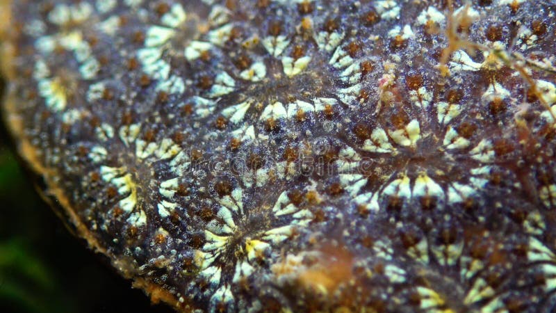 Bryozoa star tunica potryllus schlosseri是殖民地的一种烟熏卷