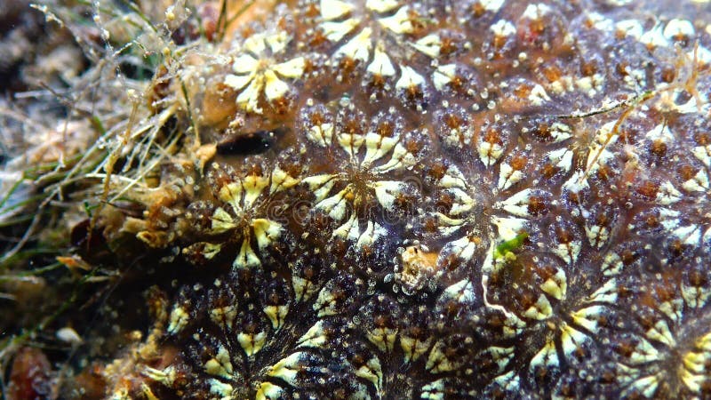 Bryozoa star tunica potryllus schlosseri是殖民地的一种烟熏卷