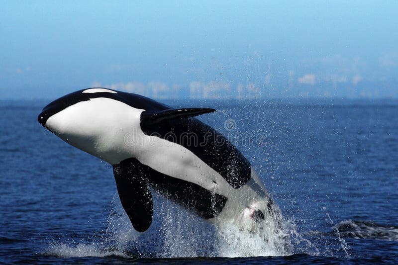 Mighty 25ft long and weighing 6000 Kilos a Killer Whale (Orcinus orca) aka Orca is one the largest animals on the earth! Although, during the summer, they come to the west coasts of Canada, no one is quite sure where they spend rest of the year! This breathtaking jump is called as 'Breaching' and is done for several reasons; one of them is to land on a small animal/fish to kill it!!. Mighty 25ft long and weighing 6000 Kilos a Killer Whale (Orcinus orca) aka Orca is one the largest animals on the earth! Although, during the summer, they come to the west coasts of Canada, no one is quite sure where they spend rest of the year! This breathtaking jump is called as 'Breaching' and is done for several reasons; one of them is to land on a small animal/fish to kill it!!