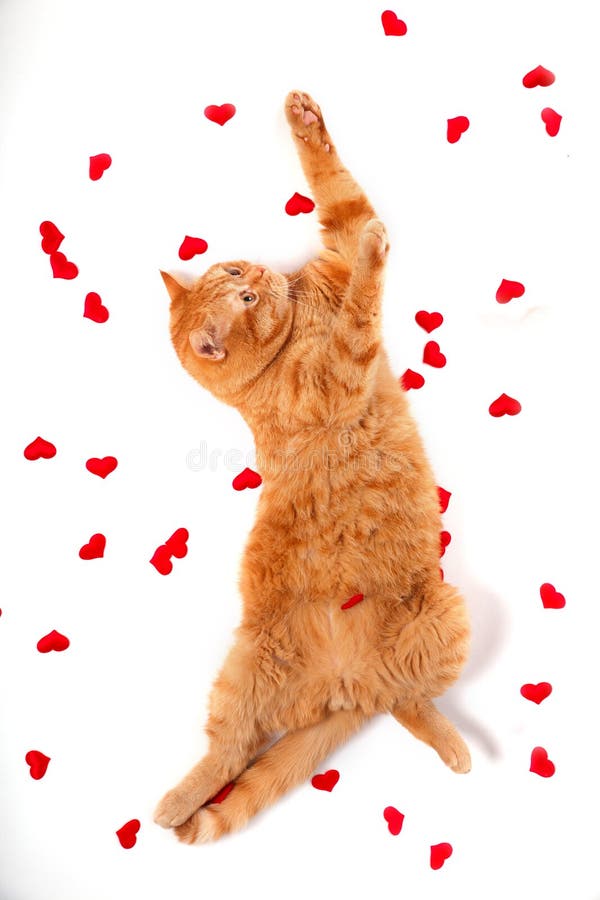 Red british cat and heart symbol on white background. Valentine`s Day. Red british cat and heart symbol on white background. Valentine`s Day