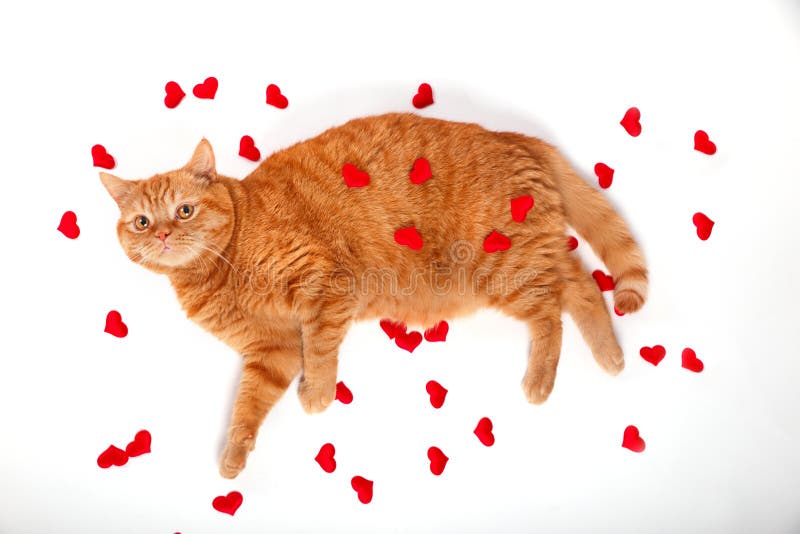 Red british cat and heart symbol on white background. Valentine`s Day. Red british cat and heart symbol on white background. Valentine`s Day