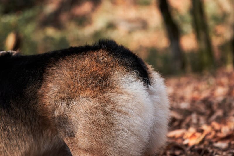 Brytyjskie królowe. widok z tyłu futra z pleców pembroke tricolor welsh corgi. uroczy mały korgi spaceruje po leśnych wąchach zdjęcia royalty free