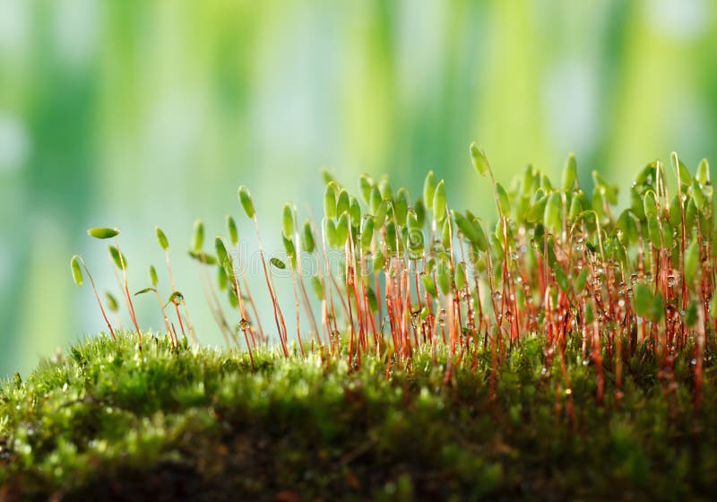 https://www.dreamstime.com/bryum-moss-macro-pohlia-nutans-green-spore-capsules-red-stalks-image110194095