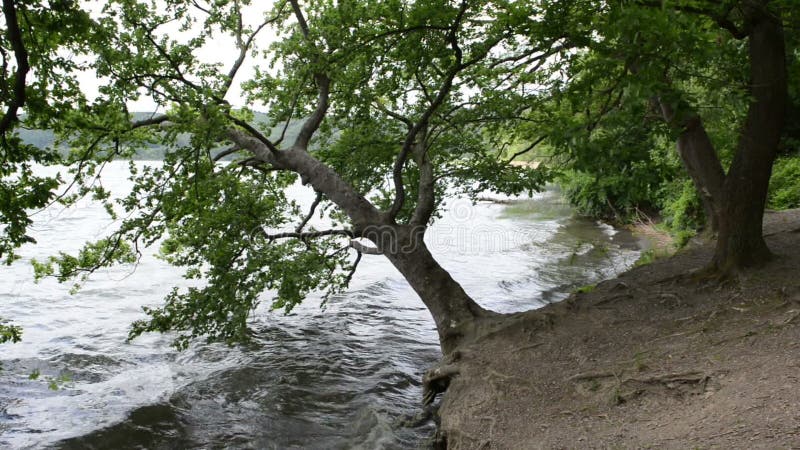 Brzeg Laach Jeziorny wulkan w Eifel regionie Niemcy