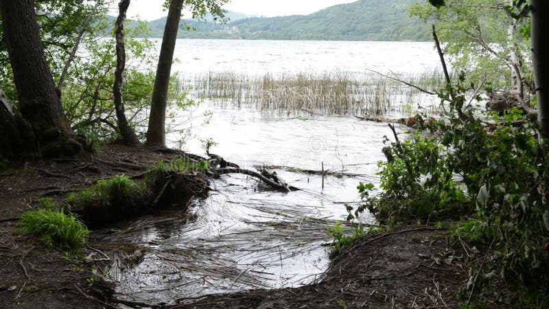 Brzeg Laach Jeziorny wulkan w Eifel regionie Niemcy