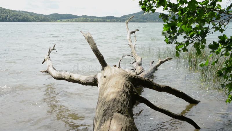 Brzeg Laach Jeziorny wulkan w Eifel regionie Niemcy