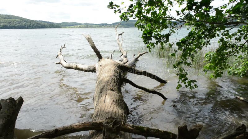 Brzeg Laach Jeziorny wulkan w Eifel regionie Niemcy