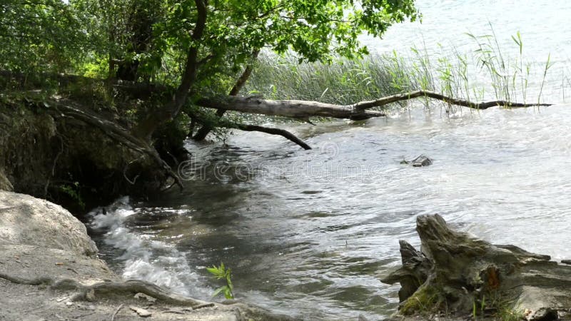 Brzeg Laach Jeziorny wulkan w Eifel regionie Niemcy