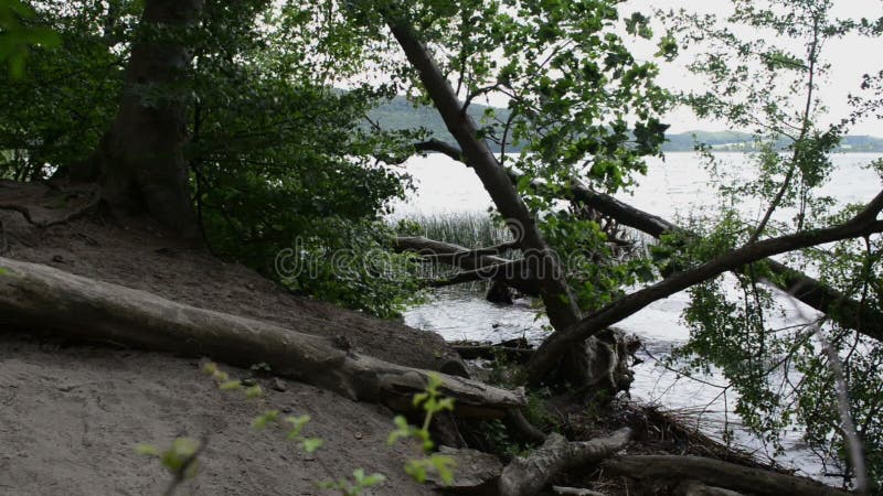 Brzeg Laach Jeziorny wulkan w Eifel regionie Niemcy