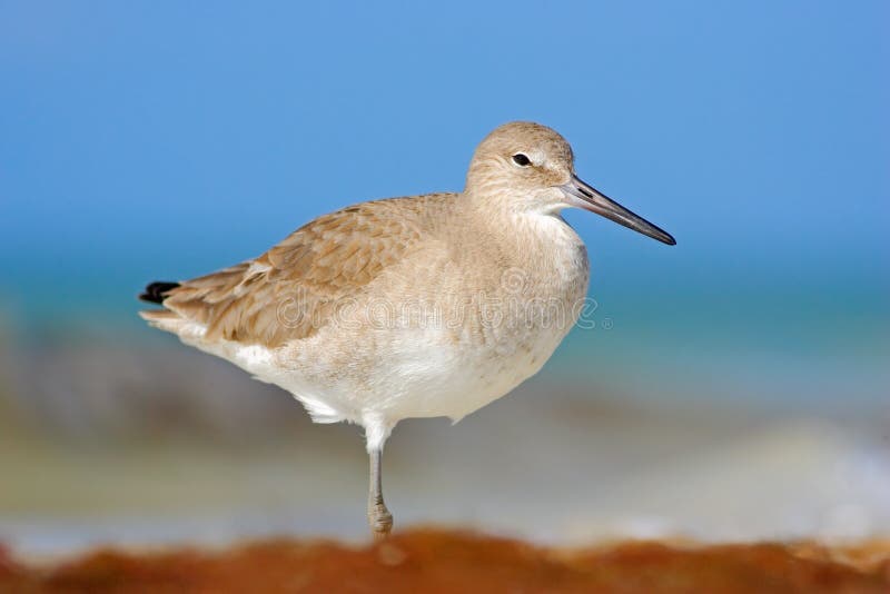 Brzeg ptak Willet, woda morska ptak w natury siedlisku Zwierzę na oceanu wybrzeża Białym ptaku w piasek plaży Piękny ptak f zdjęcia stock Brzeg ptak Willet, woda morska ptak w natury siedlisku Zwierzę na oceanu wybrzeża Białym ptaku w piasek plaży Piękny ptak f zdjęcia stock