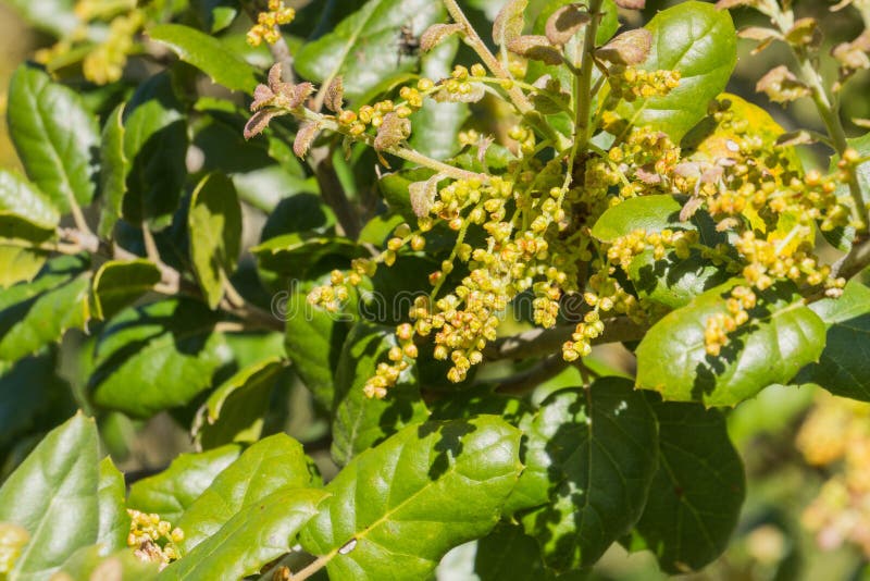 Brzegowi Live Oak liście i kwiatostanu Quercus agrifolia, Kalifornia