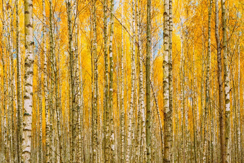 Brzoz drzewa W jesieni drewien Lasowym Żółtym ulistnieniu Rosyjski pierwszy plan
