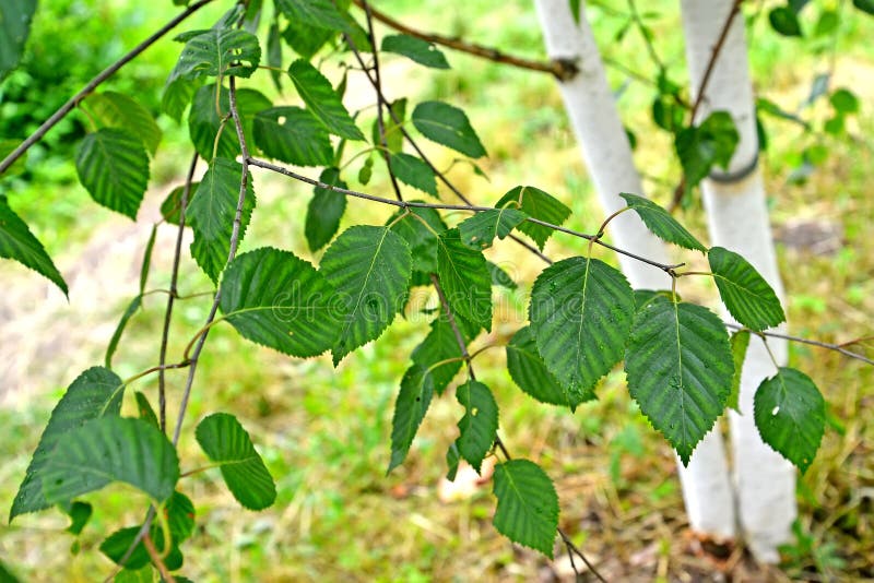 Brzoza himalaje Betula utilis pożytecznie d Don, gałąź z liśćmi przeciw tłu bagażnik zdjęcia royalty free
