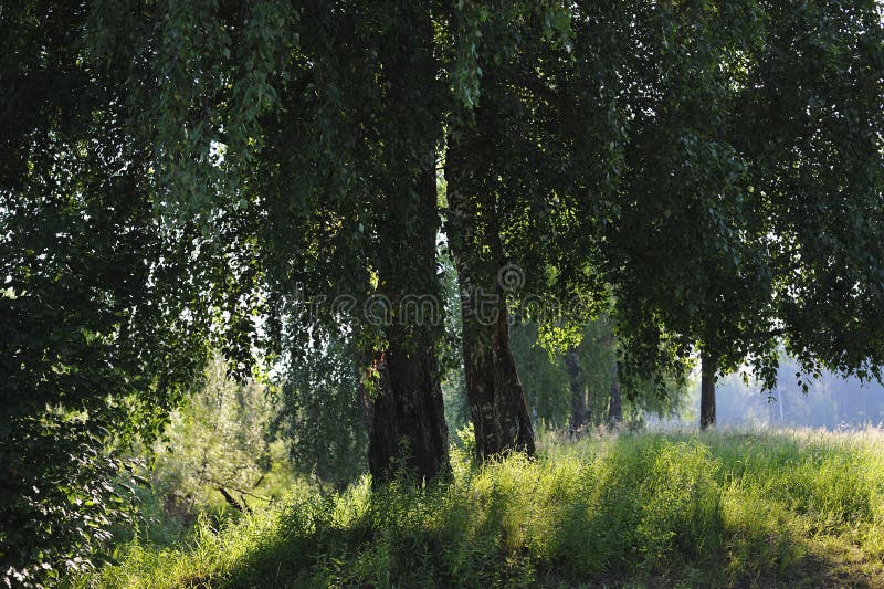 Brzoza w ranku zdjęcie royalty free Brzoza w ranku zdjęcie royalty free