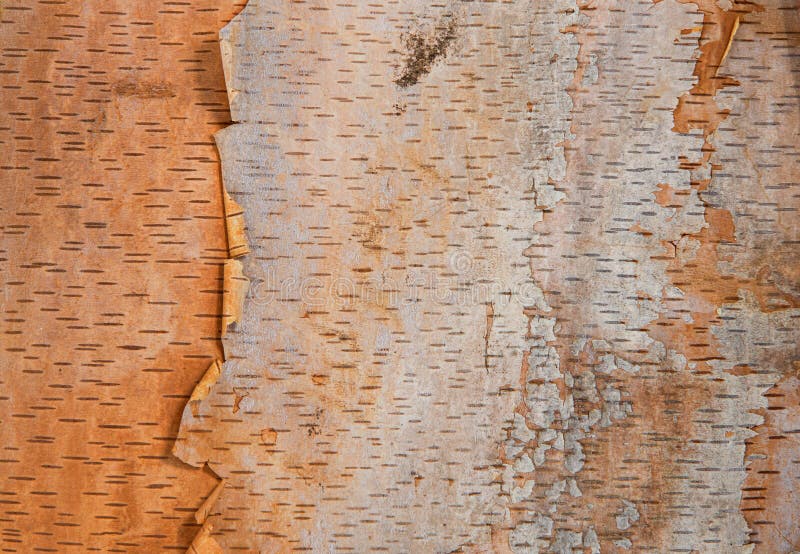 Brzozy drzewnej barkentyny tekstury tło
