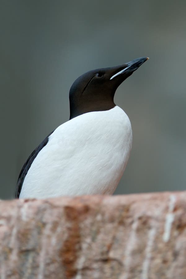 Brà ¼ nnich Guillemot, Uria lomvia, biały ptak z czerni głowy obsiadaniem na skale, Svalbard, Norwegia obraz stock Brà ¼ nnich Guillemot, Uria lomvia, biały ptak z czerni głowy obsiadaniem na skale, Svalbard, Norwegia obraz stock