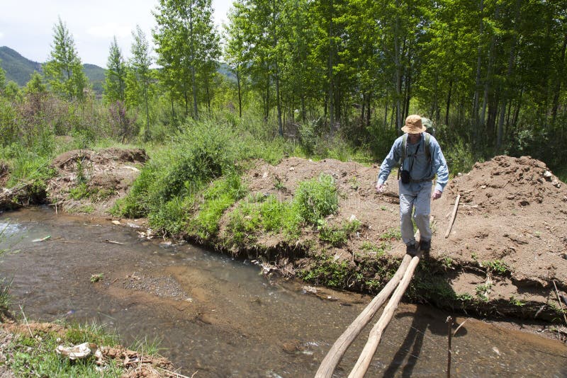 A man walks delicately across a wooden beam bridge over a small creek. A man walks delicately across a wooden beam bridge over a small creek.