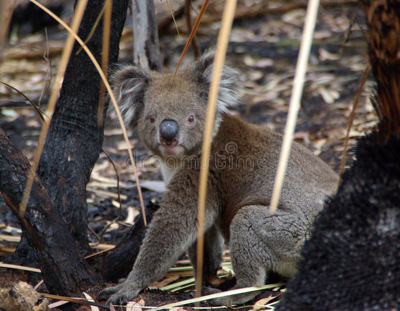 A koala traipsing through the burnt undergrowth after a bush fire. Flinders Chase National Park, Kangaroo Island, South Australia. A koala traipsing through the burnt undergrowth after a bush fire. Flinders Chase National Park, Kangaroo Island, South Australia.