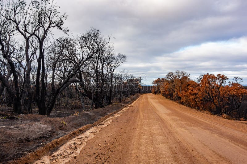 Burnt forest in Western Australia after dangerous wildfires with a red road. Burnt forest in Western Australia after dangerous wildfires with a red road