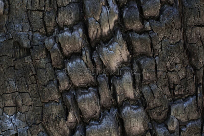 Close-up of a burned tree trunk after an intense bushfire in the Australian outback. Close-up of a burned tree trunk after an intense bushfire in the Australian outback.