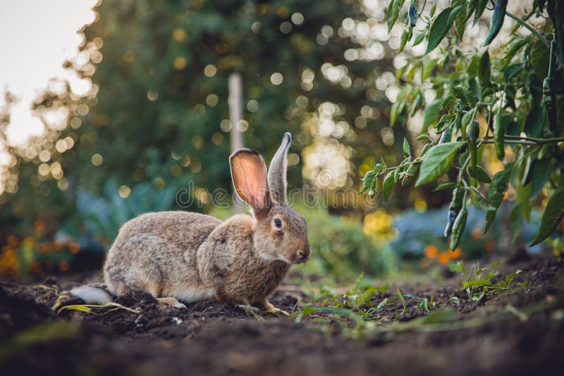 Bräunlicher grauer Kaninchenhaseriese stockbild Bräunlicher grauer Kaninchenhaseriese stockbild