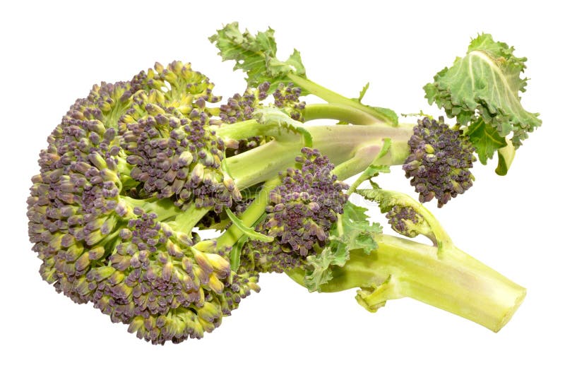 Brócolis Roxo imagem de stock