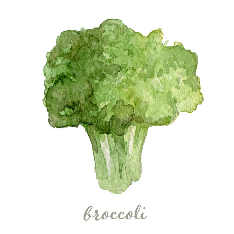 Brócoli en acuarela - pintado a mano libre illustration