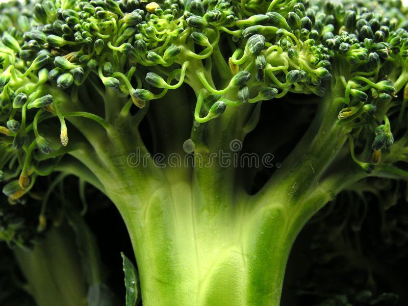 Broccoli close-up. Broccoli close-up