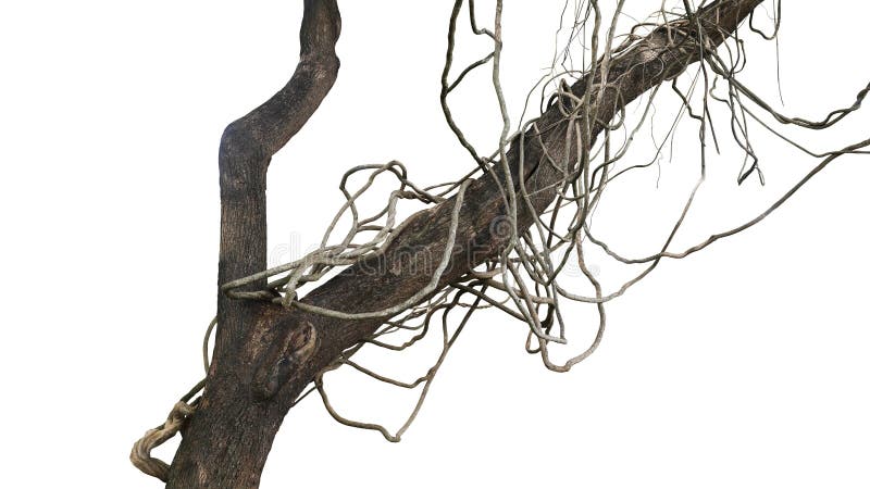 Brödjungelvinerna liana-planteringar som klättrar på trädets trädrunka och vrids runt trädgrenen isolerad på vit bakgrund