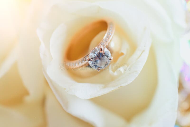 Bröllop Ring Placed i den vita rosen royaltyfria bilder Bröllop Ring Placed i den vita rosen royaltyfria bilder