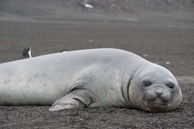 Antarctic weddell seal - southernmost breeding mammal of the world. Polar regions of Earth. Climatic changes and growth of average annual temperature on the planet. Reduction of the area of polar ices and catastrophic thawing. Antarctic weddell seal - southernmost breeding mammal of the world. Polar regions of Earth. Climatic changes and growth of average annual temperature on the planet. Reduction of the area of polar ices and catastrophic thawing.