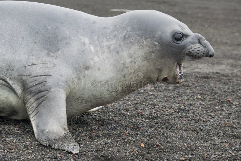 Antarctic weddell seal - southernmost breeding mammal of the world. Polar regions of Earth. Climatic changes and growth of average annual temperature on the planet. Reduction of the area of polar ices and catastrophic thawing. Antarctic weddell seal - southernmost breeding mammal of the world. Polar regions of Earth. Climatic changes and growth of average annual temperature on the planet. Reduction of the area of polar ices and catastrophic thawing.