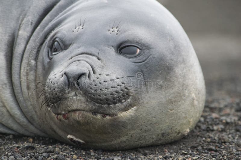 Antarctic weddell seal - southernmost breeding mammal of the world. Polar regions of Earth. Climatic changes and growth of average annual temperature on the planet. Reduction of the area of polar ices and catastrophic thawing. Antarctic weddell seal - southernmost breeding mammal of the world. Polar regions of Earth. Climatic changes and growth of average annual temperature on the planet. Reduction of the area of polar ices and catastrophic thawing.