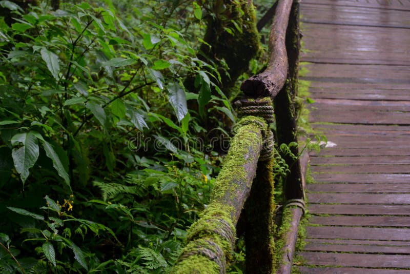 Brücke im Wald, Doi Intanon, chiangmai, Thailand stockfotografie Brücke im Wald, Doi Intanon, chiangmai, Thailand stockfotografie