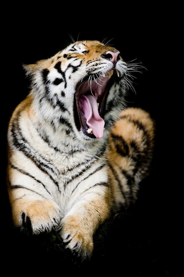 Brüllender Sumatran Tiger stockfoto Brüllender Sumatran Tiger stockfoto
