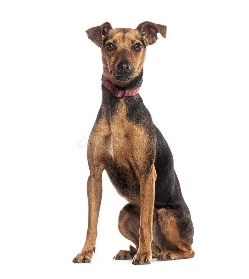 Brązowy i czarny krótkie włosy pies Pinscher miniaturowy z czerwonym kołnierzem siedzącym na białym tle obrazy royalty free