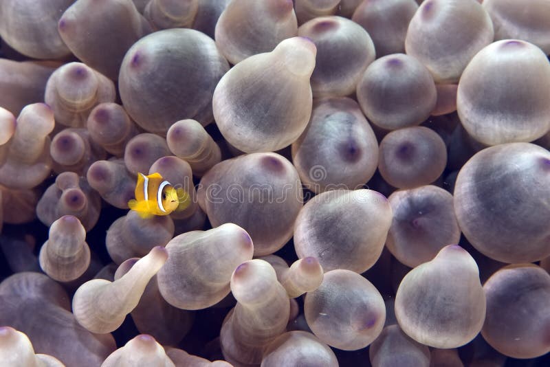 Bubble anemone and anemonefish