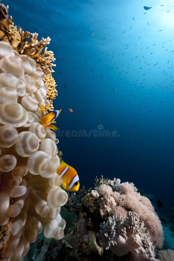 Bubble anemone, ocean and coral