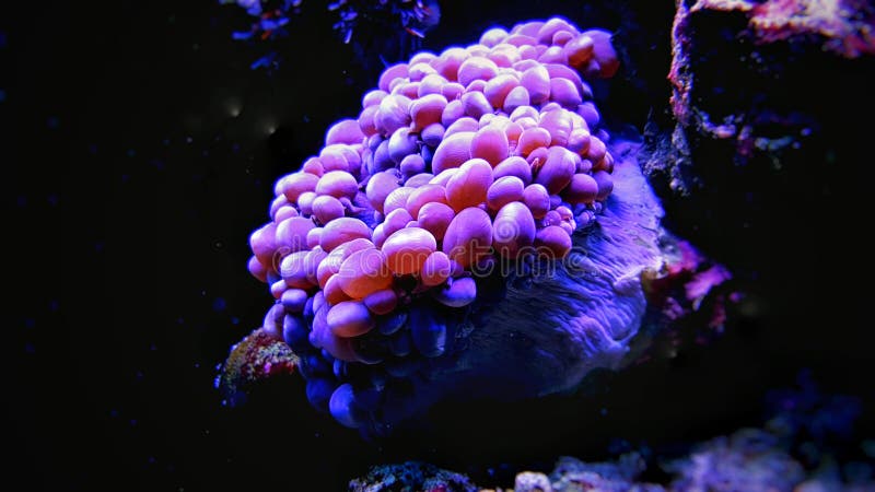 Bubble Coral - Euphyllia species Large Polyp Stony coral in saltwater reef aquarium royalty free stock images Bubble Coral - Euphyllia species Large Polyp Stony coral in saltwater reef aquarium royalty free stock images