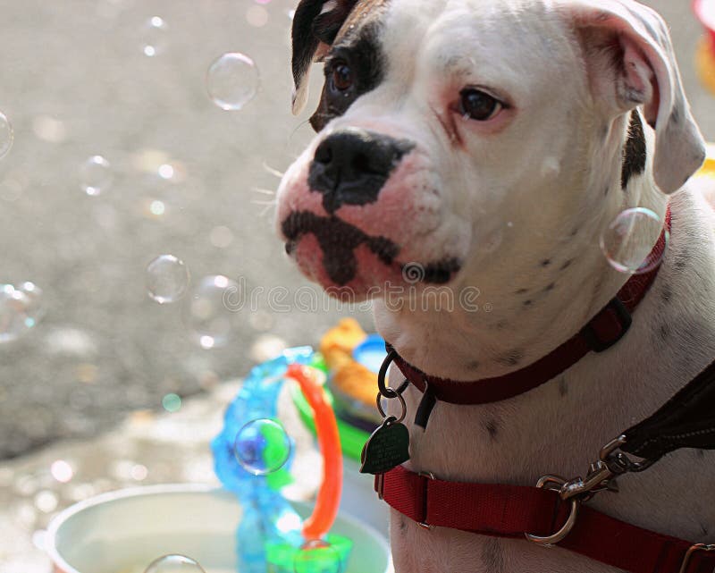 Bubble Dog stock image. Image of puppy, bubble, pets 109967833