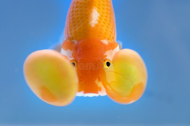 Bubble Eye goldfish closeup