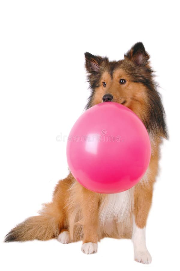 Bubble gum dog stock image. Image of gums, pink, nature 516193