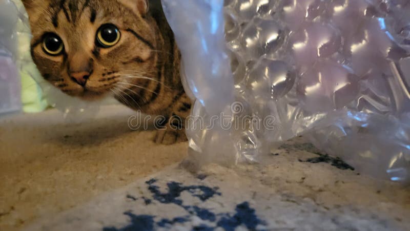 Bubble wrap cat stock photo. Image of animal, wildcat - 252470622